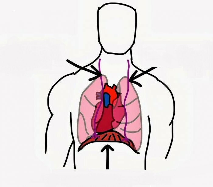 cervical plexus and its branches