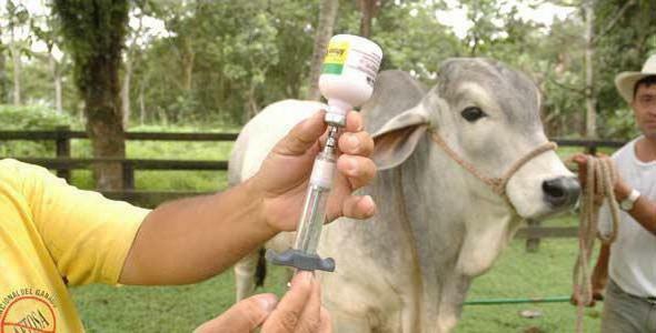 prevention of foot and mouth disease in humans