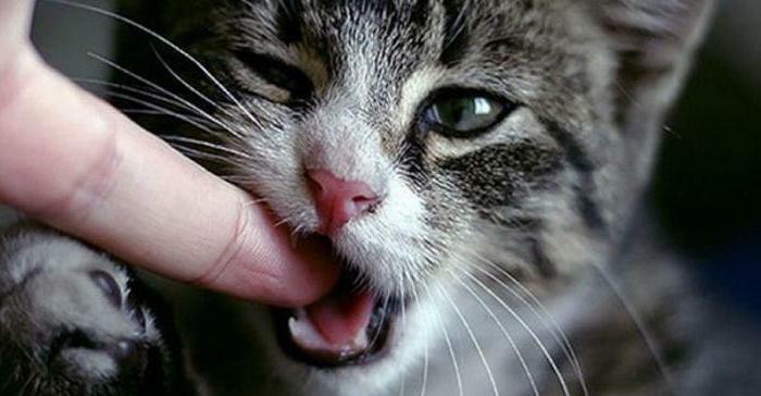 bite of a cat