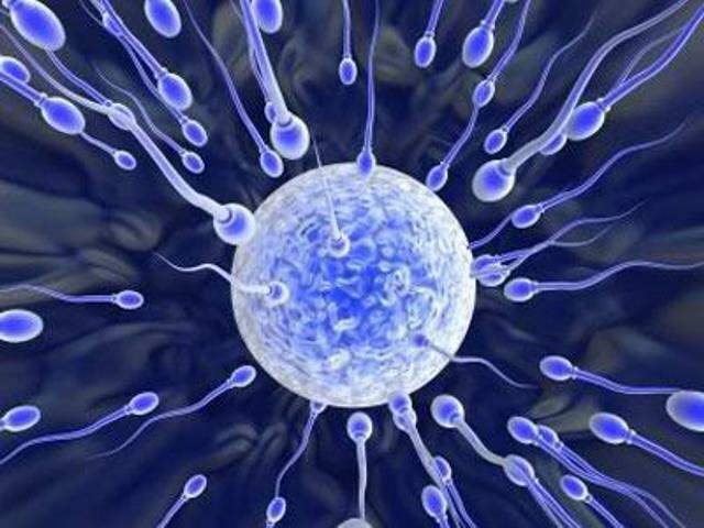 where spermatozoa are formed why they are periodically updated