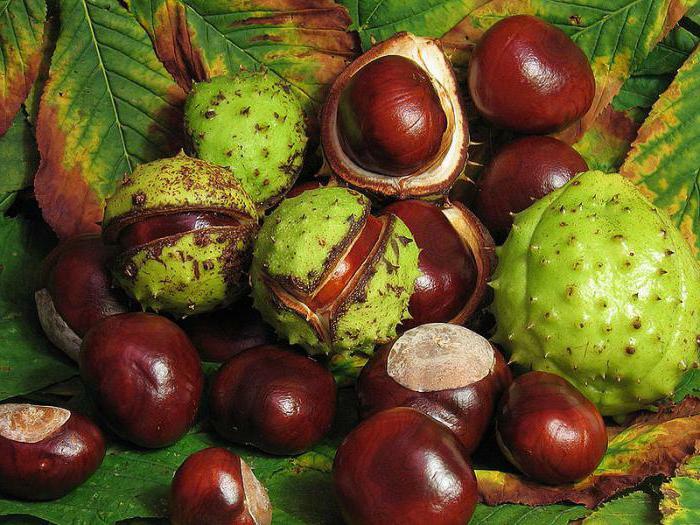 treatment of sinusitis with chestnut in the home