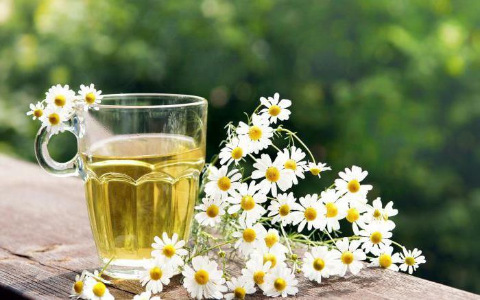 chamomile pharmacy instructions for the use of contraindications