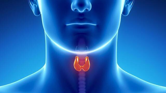 palpation of the thyroid gland normal