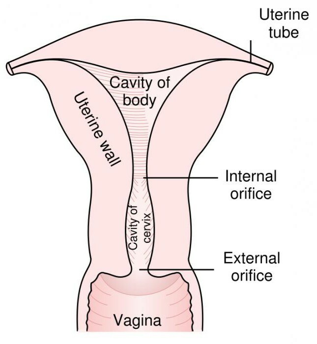 method of conducting endometrial biopsies in women