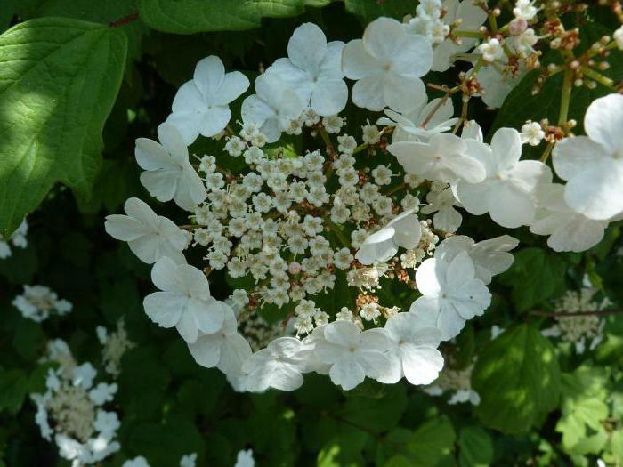 flowers of viburnum medicinal properties