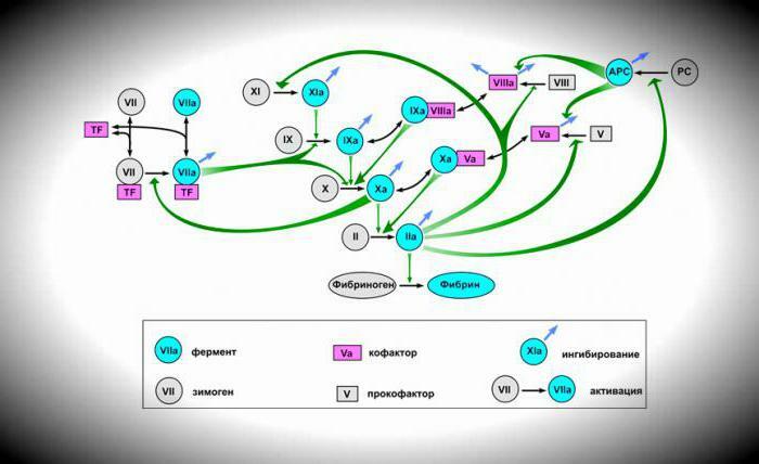 general blood clotting scheme