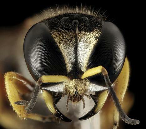 the poison of a Brazilian wasp kills cancer cells