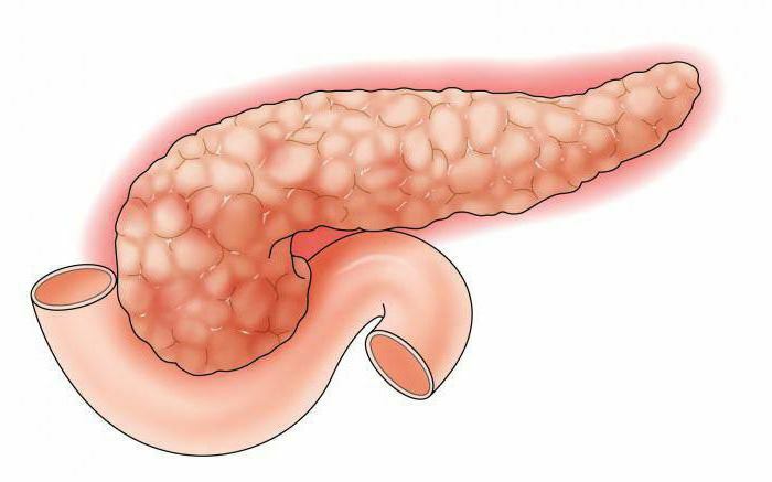 ficat și pancreas anatomie