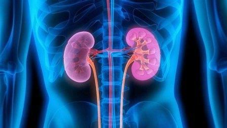 kidney improvement products