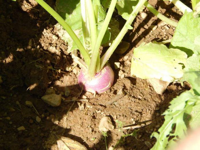 how to prepare a turnip