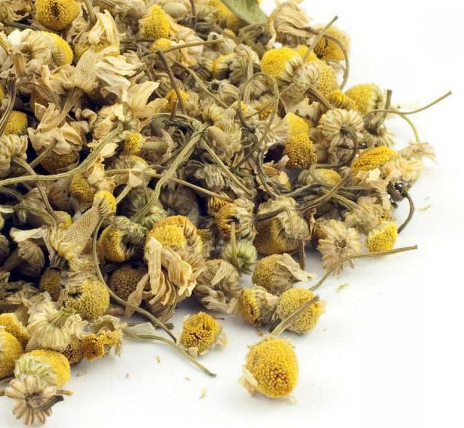 chamomile goodness and harm useful properties