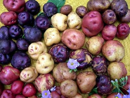 potato flowers application in medicine