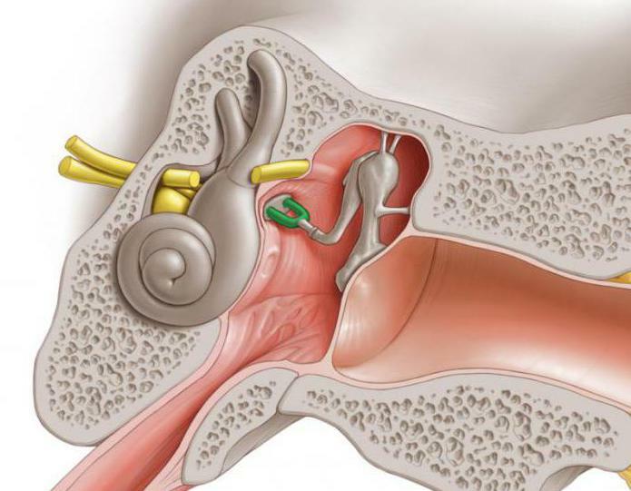 auditory ossicle