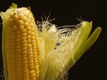Corn filigree extract