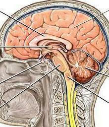 vasomotor center physiology