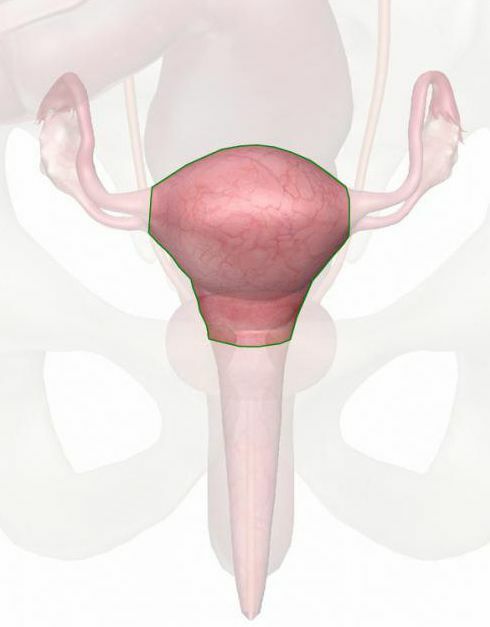 endocervical cervix is ​​what it is