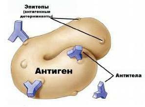 Agglutinogen is