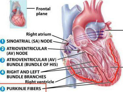 Automated Heart Units