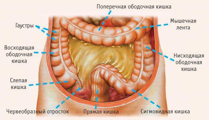 function of the colon