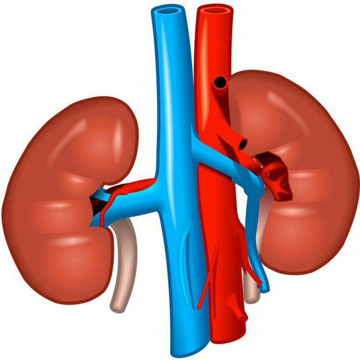 chronic nephritis disease