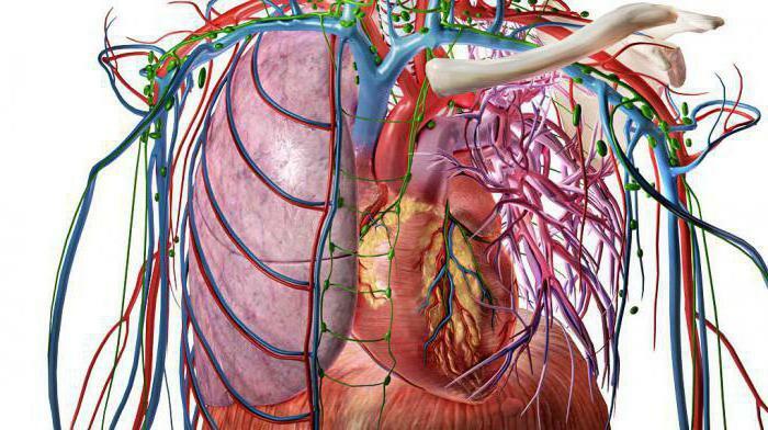 venous circulatory system