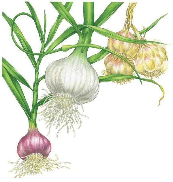 husk of garlic