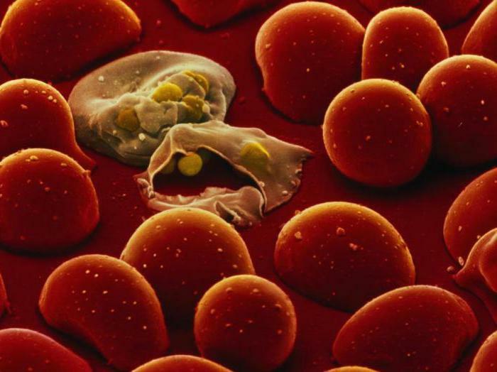 malarial plasmodium life cycle