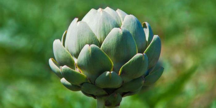 Artichoke Extract