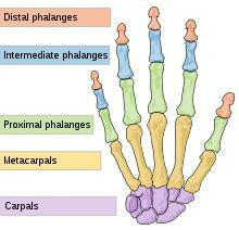carpal bones