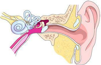 eardrum auditory ossicles