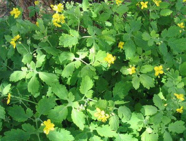 how to make tincture from celandine to alcohol