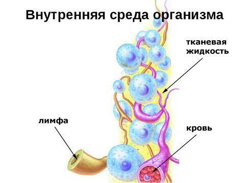 What is tissue fluid