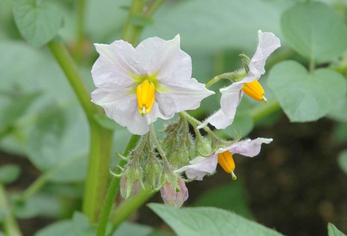 potato flowers in folk medicine