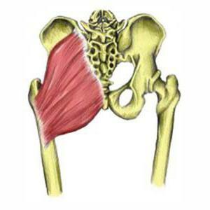 medial gluteus muscle