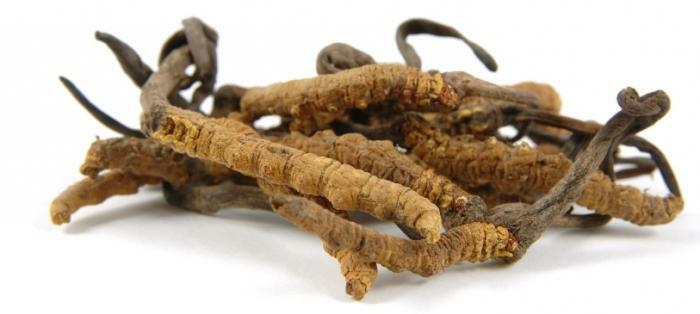 Cordyceps čínsky