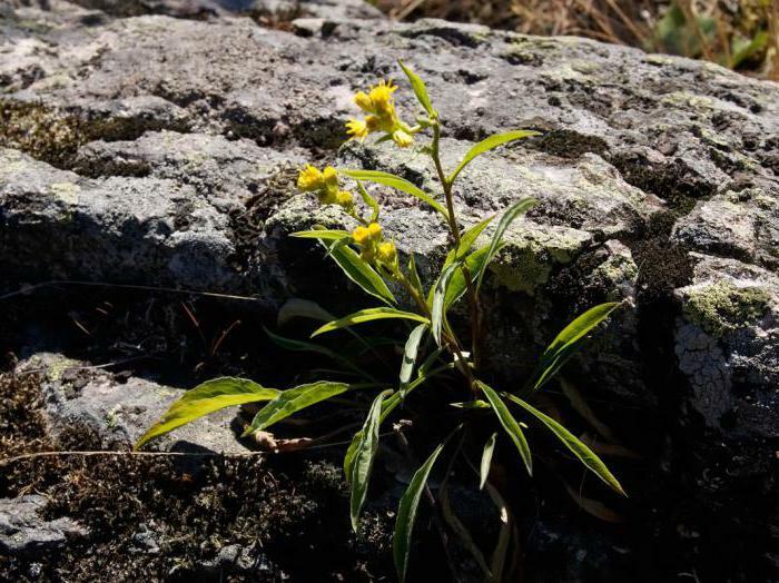 goldenrod bežné fotografie a liečivé vlastnosti