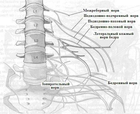 Vytvorí sa bedrový plexus