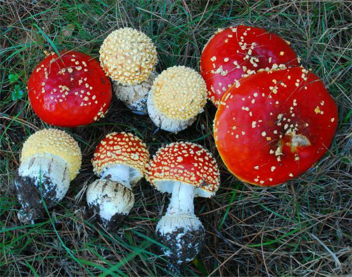 Fly agaric on alcohol from what treats a poisonous mushroom