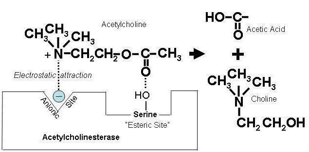 anticholinesterase agents