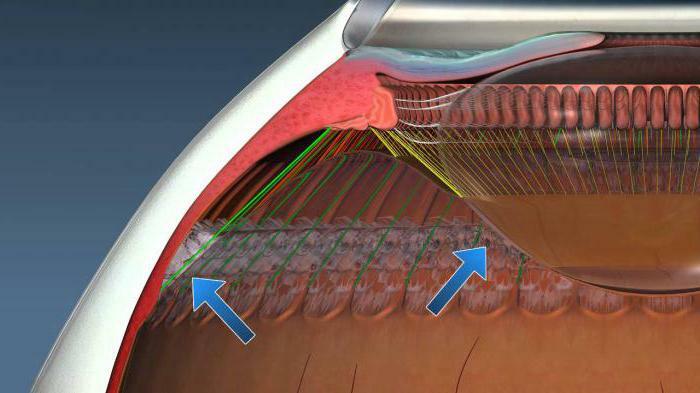 Ciliary body structure and function