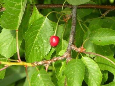 cherry leaves useful properties and contraindications