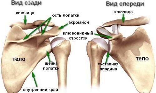 anatomia claviculei