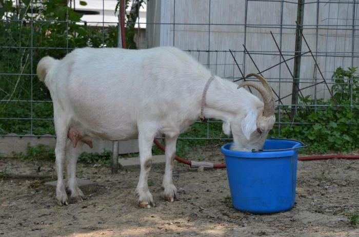 zinaprim návod na použitie vo veterinárnej medicíne