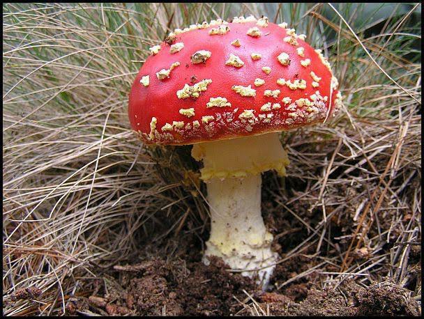 fly agaric opskrift