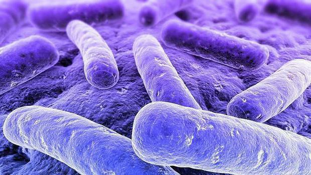 Apa Itu Bakteri - Apa Itu Bakteri Basil 2