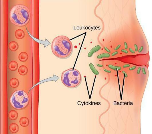 4 stages of inflammation