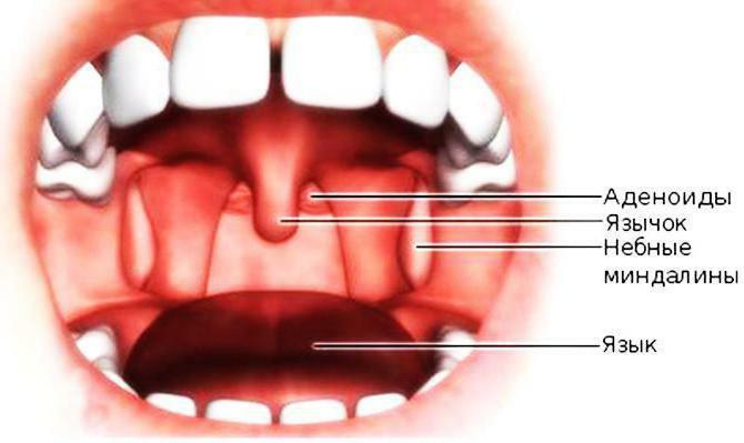 The palatine tongue