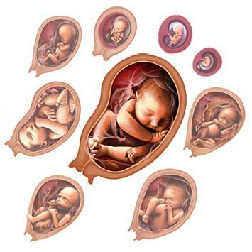 De kritiske perioder med intrauterin fosterudvikling er