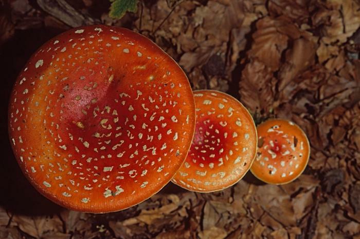 acoperiți tratamentul agaric