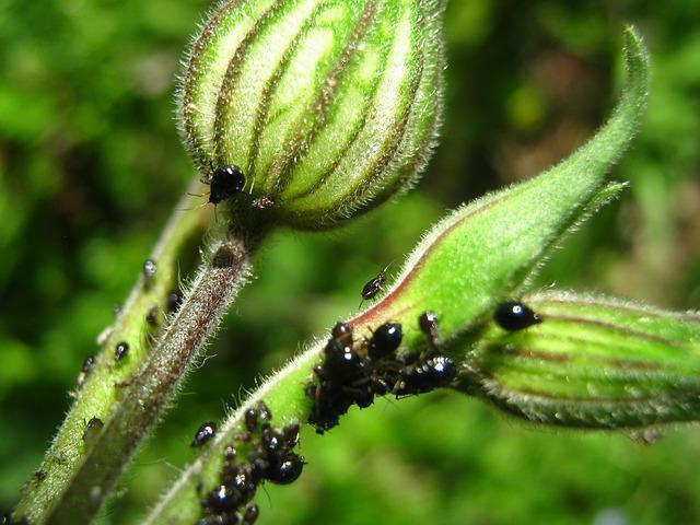 preparation of acarin